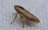 333821 – Photo : Christian Berquer – France (50)
